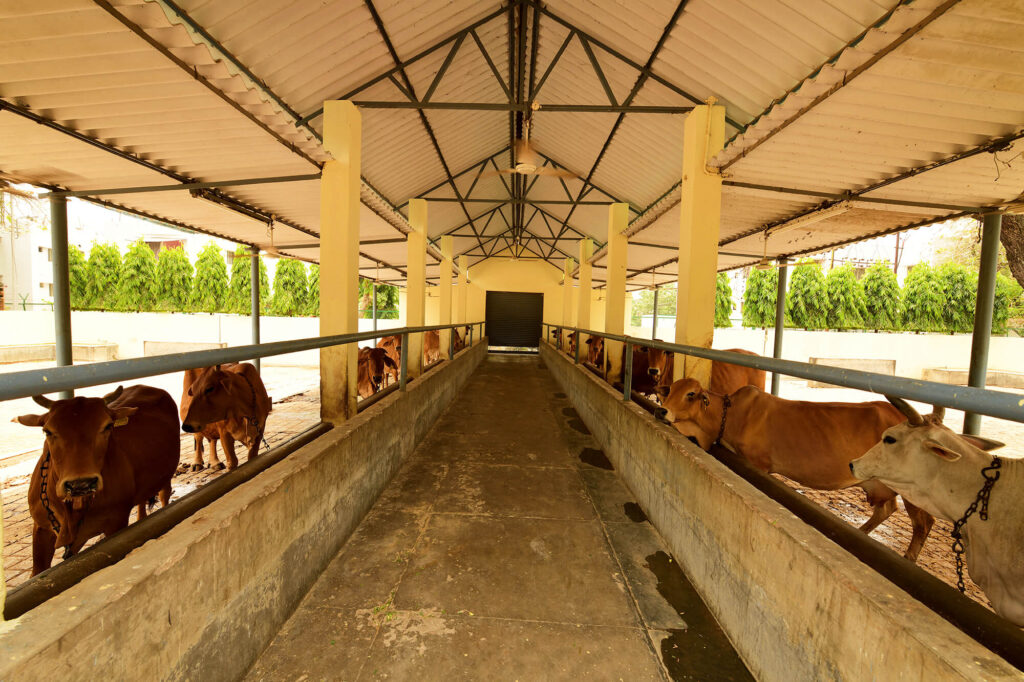 गौशाला के निर्माण में अड़ंगा, क्या बोले ग्रामीण