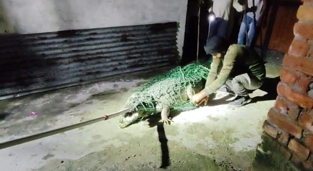 आधी रात घर में घुस आया मगरमच्छ…..फिर……